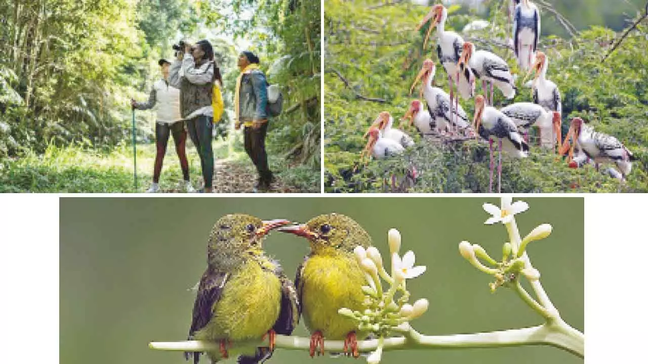 Birdwatching can promote environmentally responsible behaviour, says IIM Lucknow study Birdwatching can promote environmentally responsible behaviour, says IIM Lucknow study