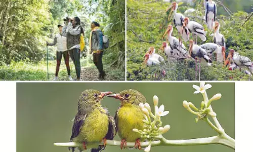 Birdwatching can promote environmentally responsible behaviour, says IIM Lucknow study