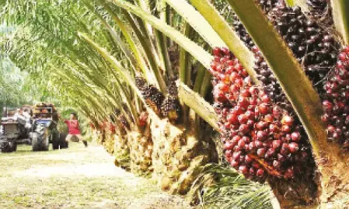 Oil palm cultivation sluggish despite good returns