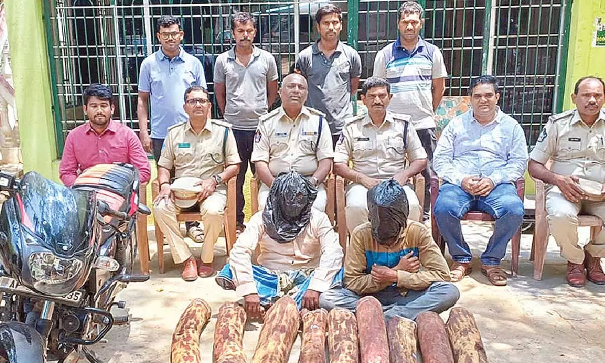2 held, 9 red sanders logs seized 2 held, 9 red sanders logs seized