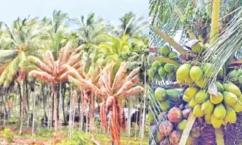 28 lakh diseased coconut trees face axe in TN