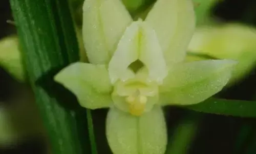 70 orchid species documented in Assam’s Kaziranga National Park