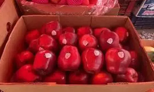 Azadpur mandi traders to ban turkey fruits