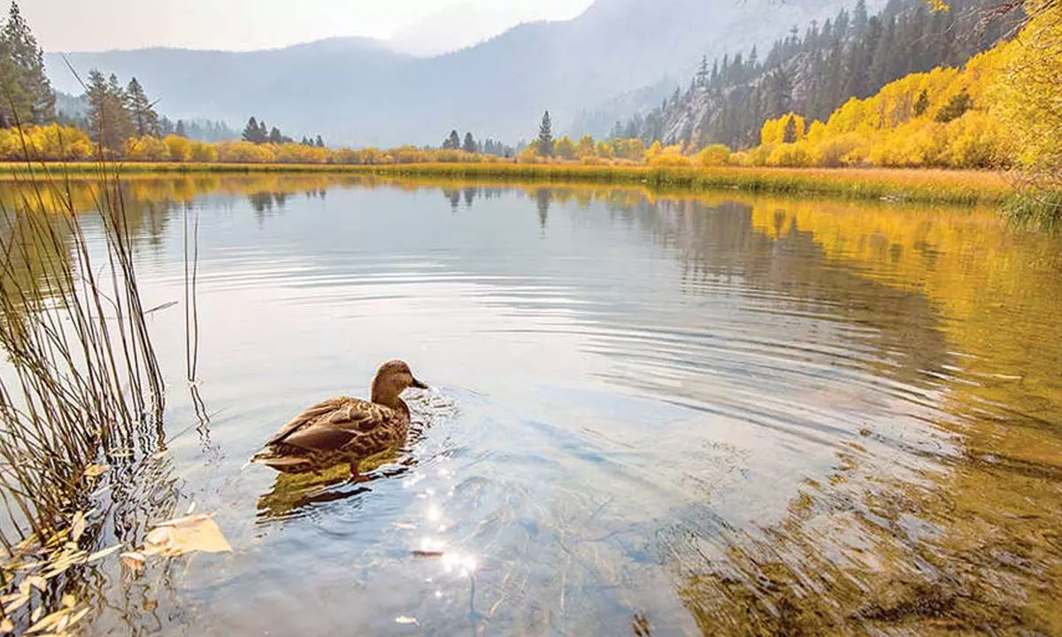 Spot the wildlife in Mammoth Lakes Spot the wildlife in Mammoth Lakes