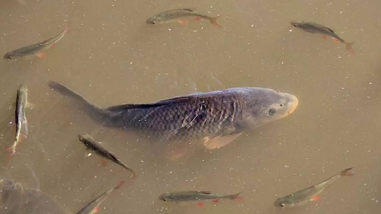 Centre to set up 4 integrated aquaparks in northeast to boost fish production Centre to set up 4 integrated aquaparks in northeast to boost fish production