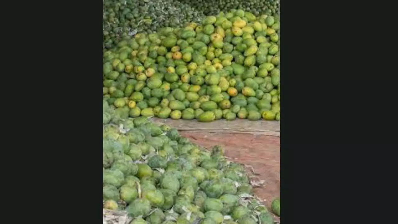 Chemically Ripened Mangoes Pose Serious Health Risks; Authorities Urged to Act Swiftly Chemically Ripened Mangoes Pose Serious Health Risks; Authorities Urged to Act Swiftly