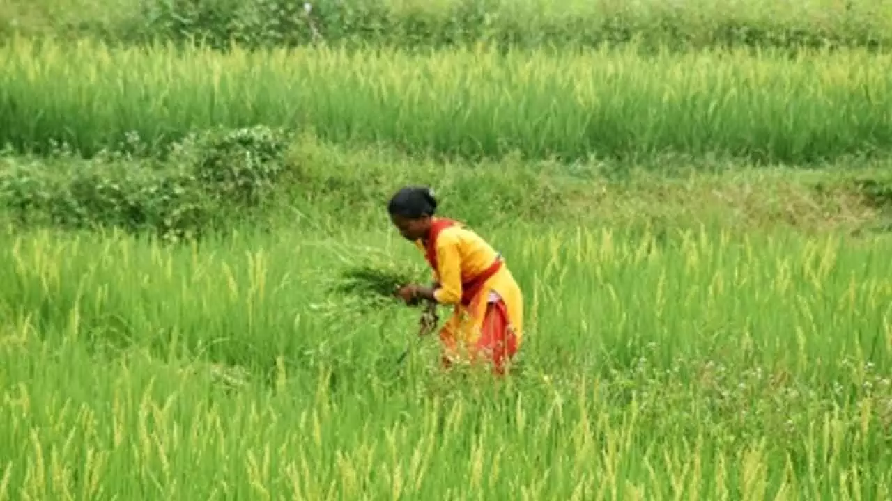 TN showcases agricultural growth under CM Stalins Dravidian model government TN showcases agricultural growth under CM Stalins Dravidian model government