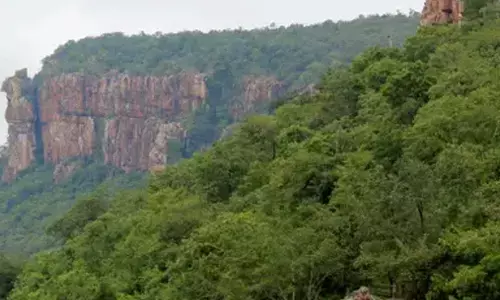 Forest dept cracks down on illegal treks in Seshachalam forests