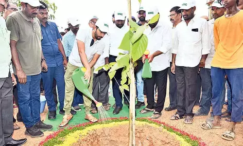 10K kitchen gardens to be set up in next 6 months: Collector