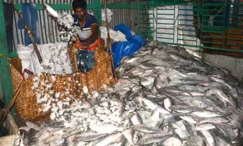Indias seafood exports surge despite global uncertainties