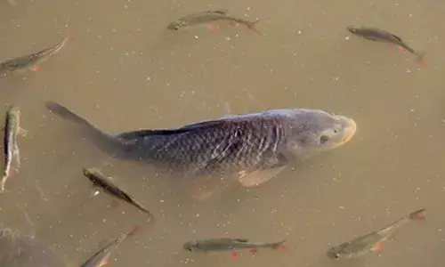 Centre to set up 4 integrated aquaparks in northeast to boost fish production