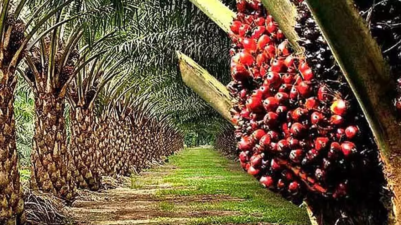 Oil palm cultivation an economic win-win for India Oil palm cultivation an economic win-win for India