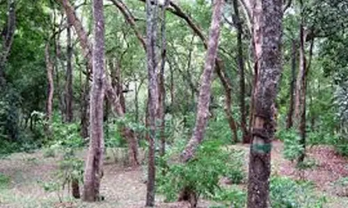 Thousands of sandalwood trees growing rapidly in Honnikeri hills