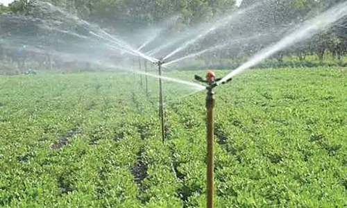 Drip irrigation emerges as lifeline for farmers in Annamayya dist