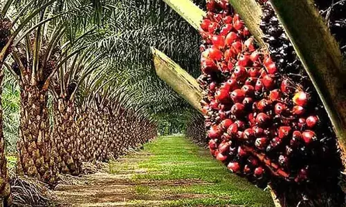 Oil palm cultivation an economic win-win for India