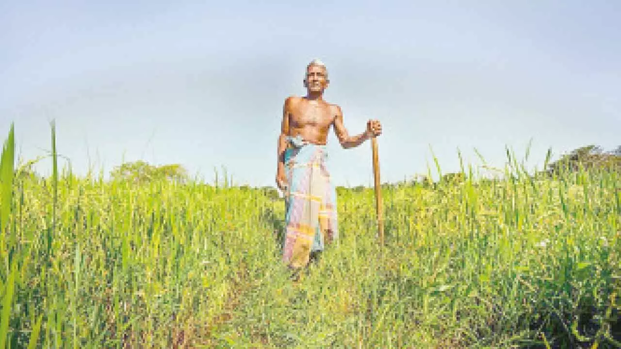 Paddy plantation: Pb to ensure uninterrupted power supply Paddy plantation: Pb to ensure uninterrupted power supply