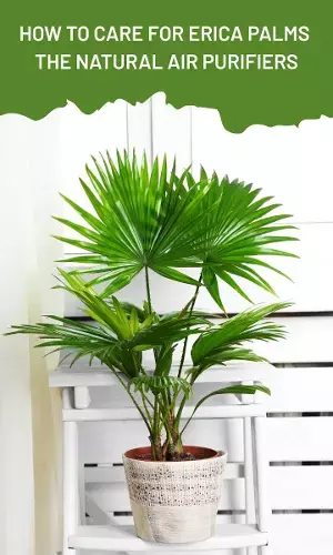 How to Care for Erica Palms The Natural Air Purifiers