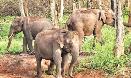 Six Kumki elephants arriving in AP
