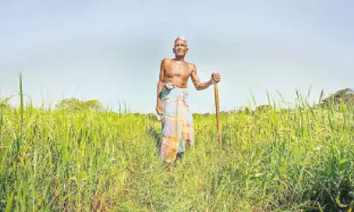 Paddy plantation: Pb to ensure uninterrupted power supply