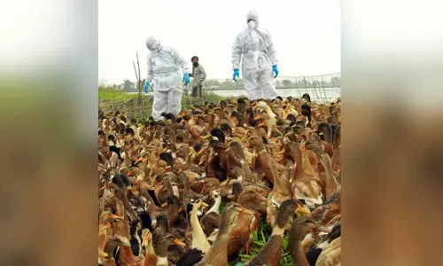 Infectious animal diseases migrating to new species, about half raise threat to humans: Report