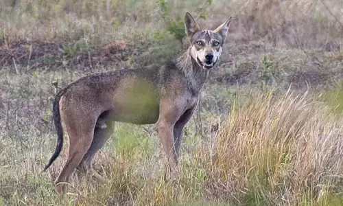 Workshop to Spotlight Indian Grey Wolf Conservation Efforts in Karnataka