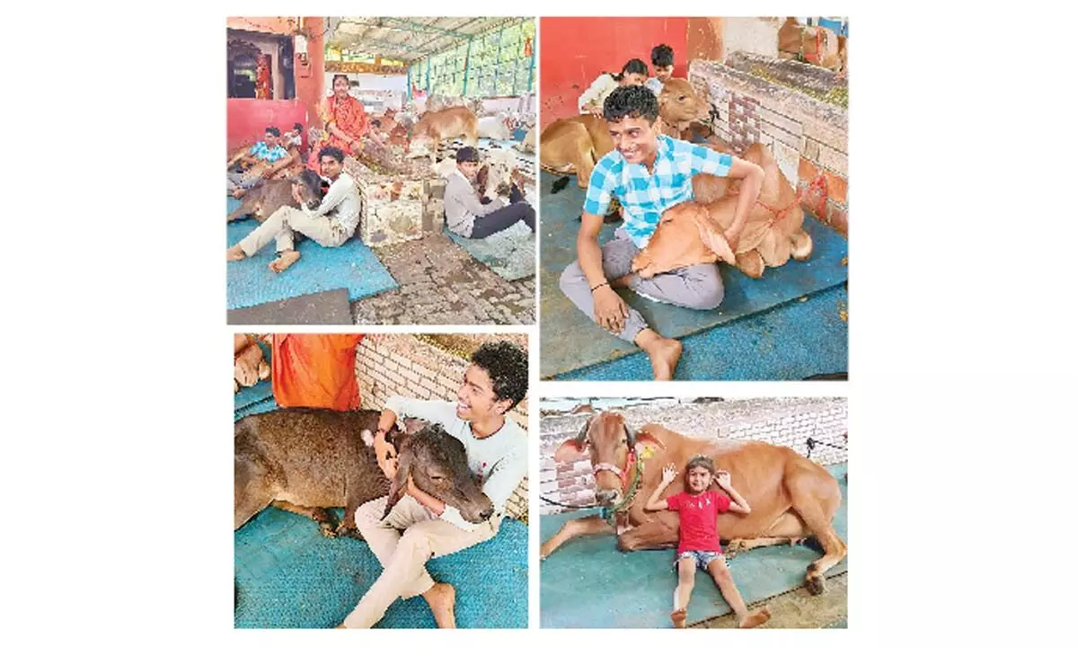 Cow legacy worth preserving