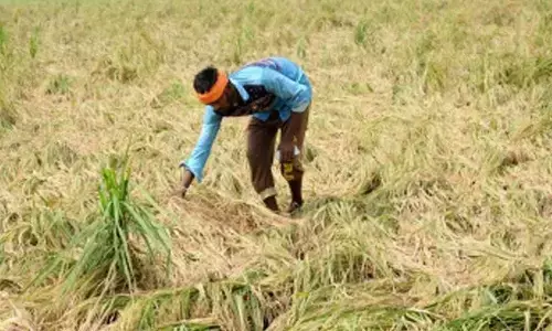 Nearly 2,23,000 growers in Himachal Pradesh adopt natural farming