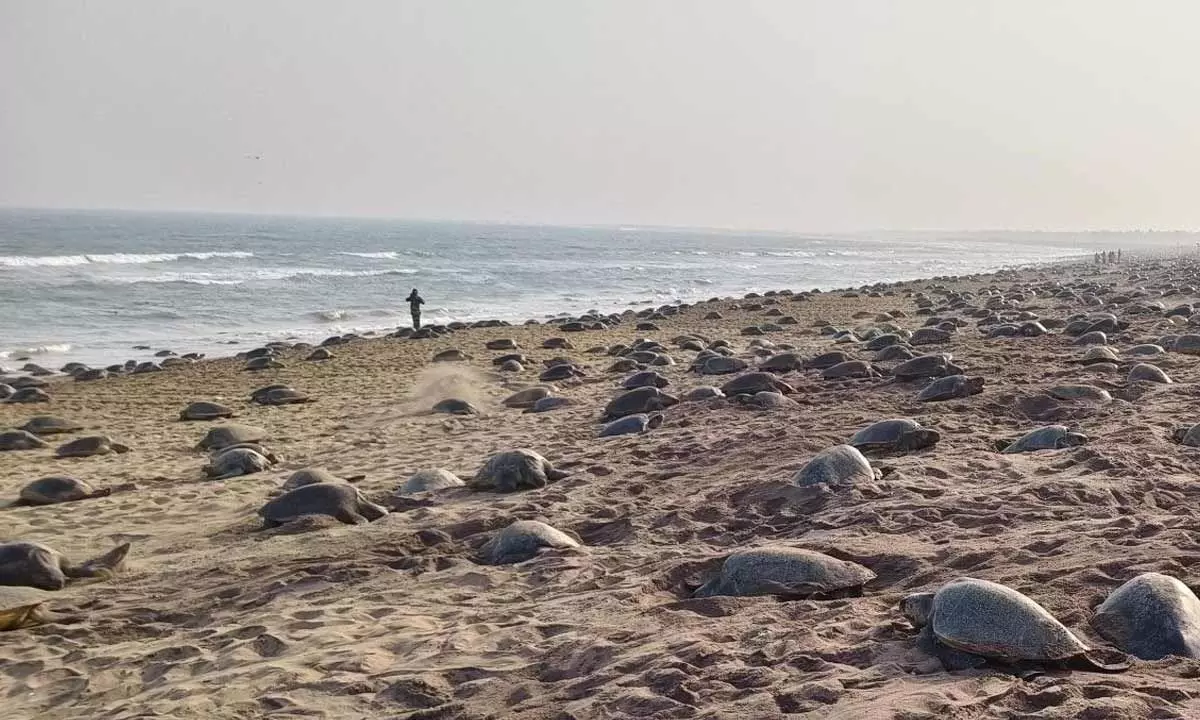 Turtle research centre sought near Rushikulya river mouth Turtle research centre sought near Rushikulya river mouth