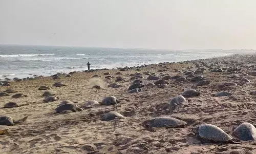 Turtle research centre sought near Rushikulya river mouth