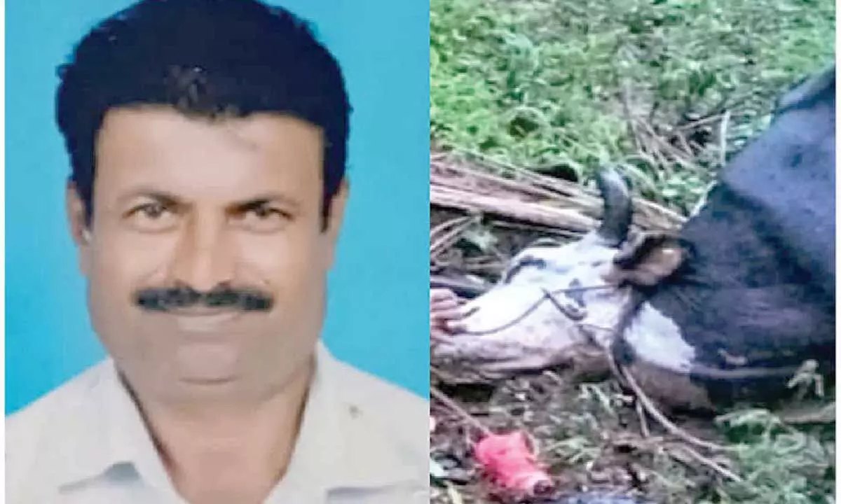 Man, cattle electrocuted in Nanjangud taluk Man, cattle electrocuted in Nanjangud taluk