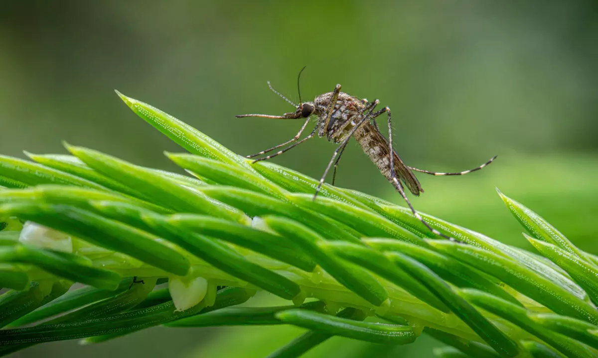 Natural Mosquito-Repelling Plants to Keep Your Home Bug-Free This Summer