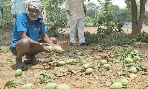 Elephants devastate mango orchard in Garugubilli