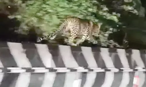 Leopard spotted on first ghat road