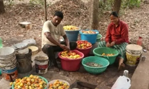 Cashew farmers in TNs Nagapattinam face 50 pc yield loss due to unseasonal rains, pests
