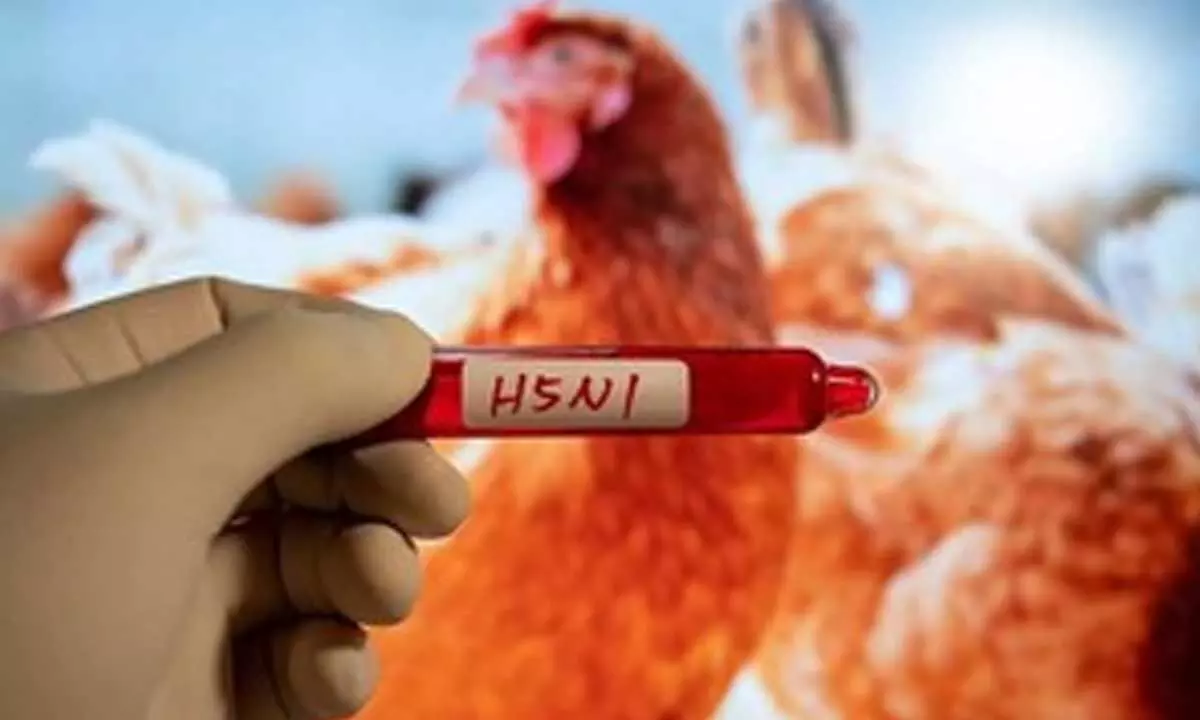 Cambodia records fourth death of H5N1 bird flu in 2025 Cambodia records fourth death of H5N1 bird flu in 2025