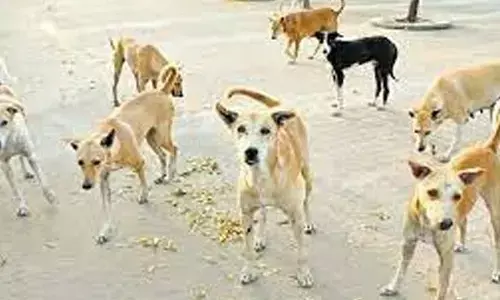 Chennai corporation to launch vaccination, sterilisation drive for stray dogs after five year gap