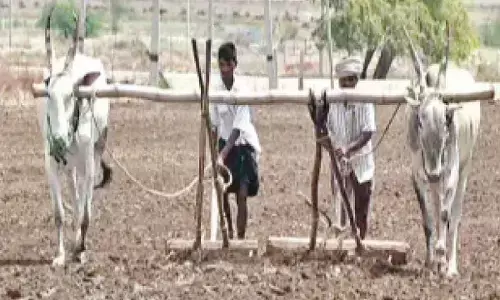 Widespread rains revive farming activity in Ballari