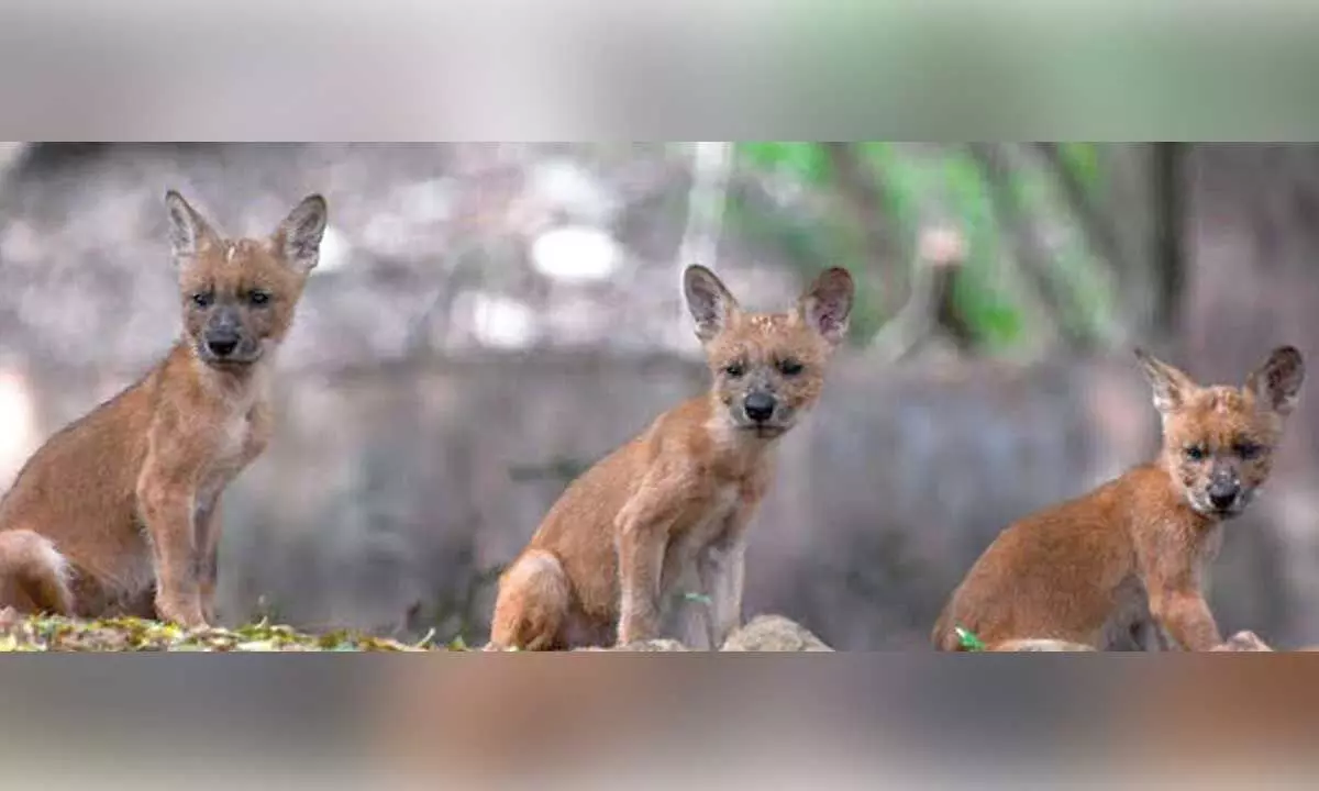 IGZP celebrates ‘World Dhole Day’ IGZP celebrates ‘World Dhole Day’