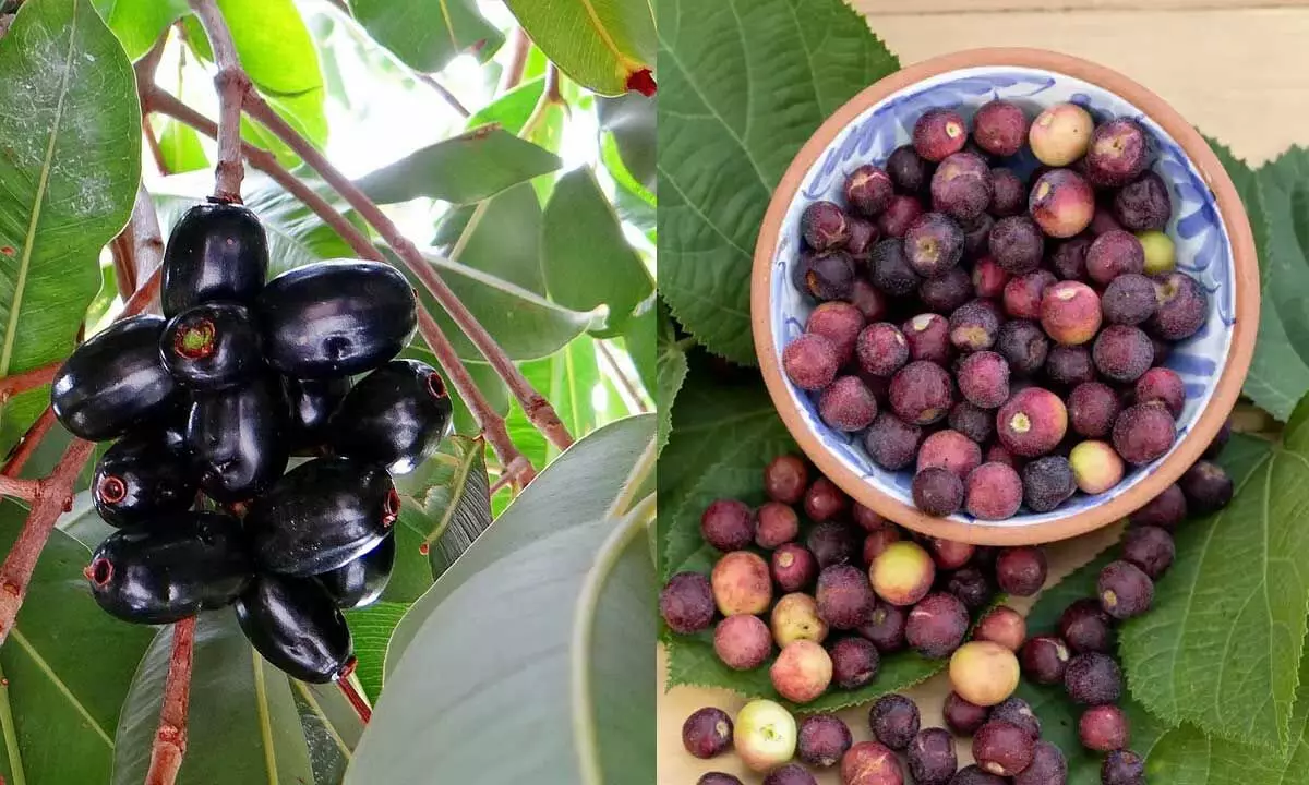 Phalsa vs Jamun: Which Summer Berry Should You Choose? Phalsa vs Jamun: Which Summer Berry Should You Choose?