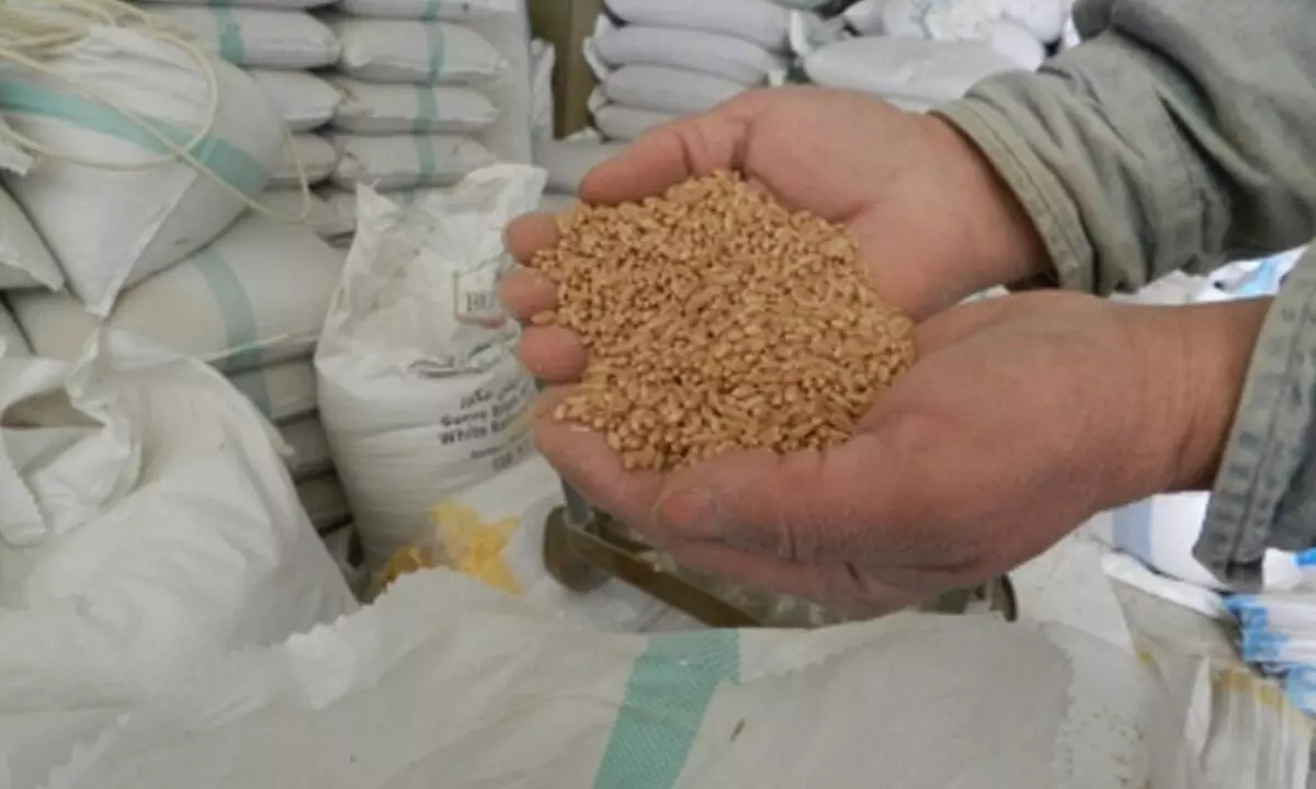 Centre imposes wheat stock limits on traders to keep prices in check