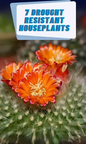 7 Drought Resistant House Plants