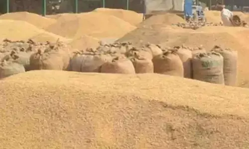 India’s food production surges to record high of 354 million tonnes in 2024-25