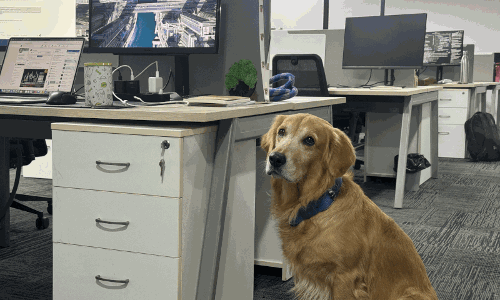 Hyderabad IT Startup Appoints Dog as Chief Happiness Officer to Reduce Workplace Stress