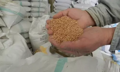 Centre imposes wheat stock limits on traders to keep prices in check