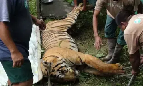 Autopsy report, probe reveal territorial fight led to Tigress death in Panna Tiger Reserve: Officials