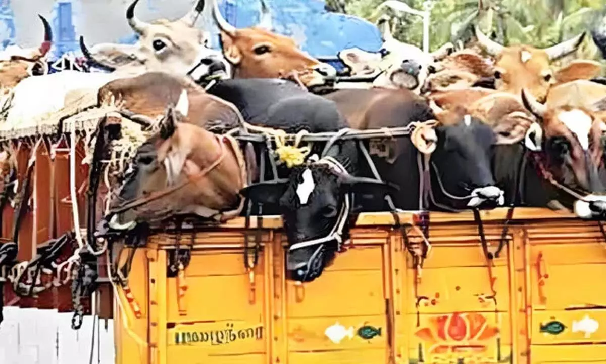 Despite warnings, self-styled vigilantes continue to intercept vehicles carrying livestock Despite warnings, self-styled vigilantes continue to intercept vehicles carrying livestock