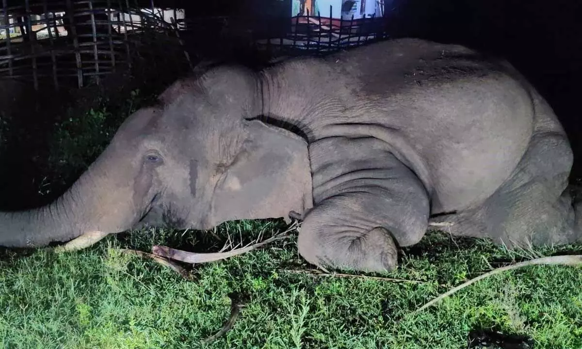 Tusker electrocuted in Angul Tusker electrocuted in Angul