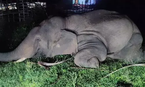 Tusker electrocuted in Angul