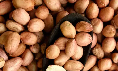 Groundnut seed registration begins from today