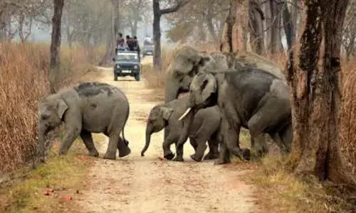 Assams Gaja Mitra to help curb human-elephant conflict